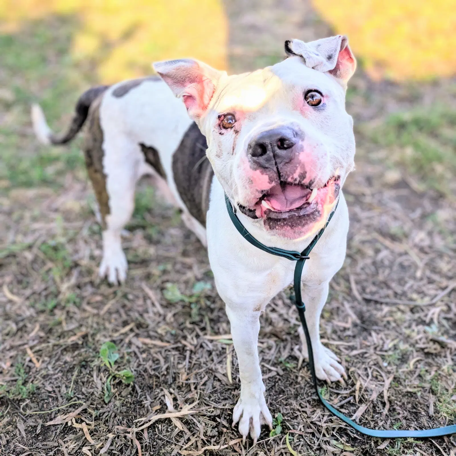 Smitty - Pit Bull Terrier