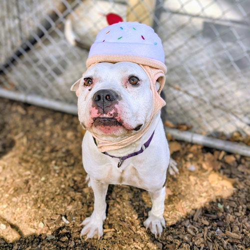 Smitty, Pit Bull Terrier / Mixed
