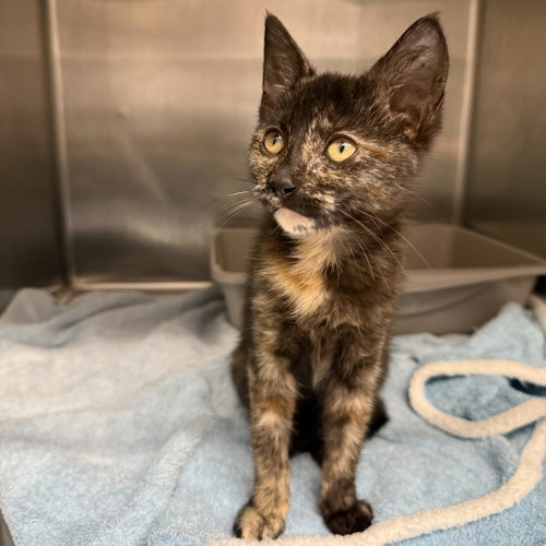 Prudence, Domestic Short Hair / Mixed