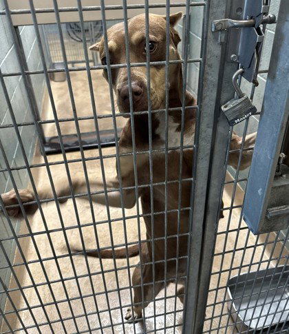 Tawny, a dog for adoption from Oakland Animal Services