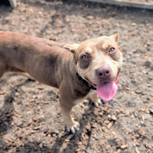 Tawny, Pit Bull Terrier / Mixed