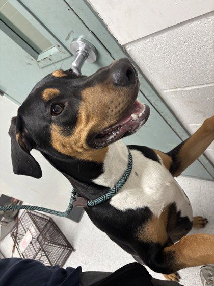Auggie, a dog for adoption from Oakland Animal Services