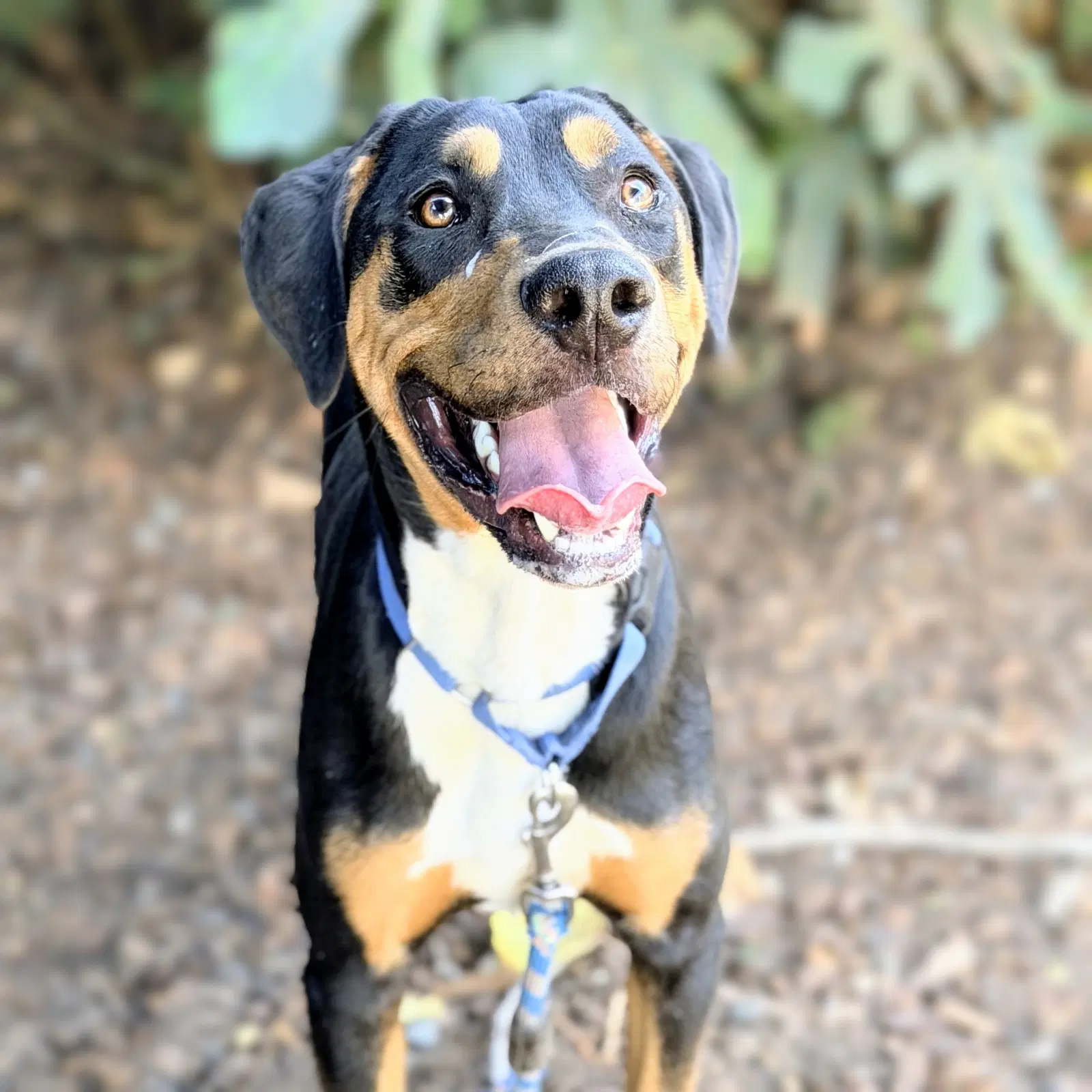Auggie - Doberman Pinscher