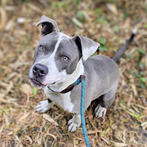 Badger, Pit Bull Terrier / Mixed