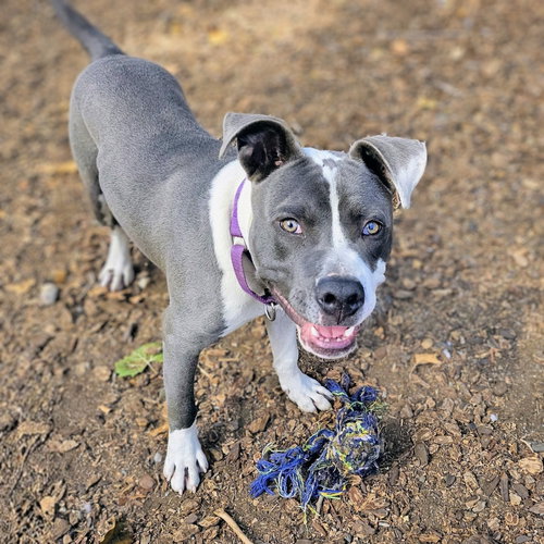 Badger, a dog for adoption from Oakland Animal Services