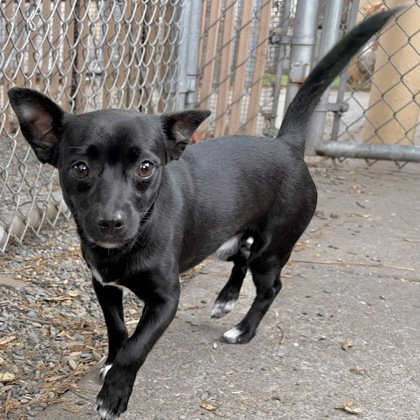 Tux, a dog for adoption from Oakland Animal Services