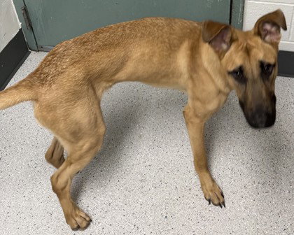 Tanner, a dog for adoption from Oakland Animal Services
