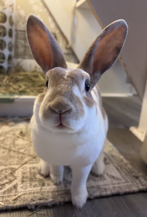 Amelie, Rex / Mixed