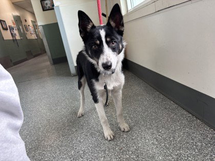 Moose, Australian Cattle Dog/Blue Heeler / Mixed