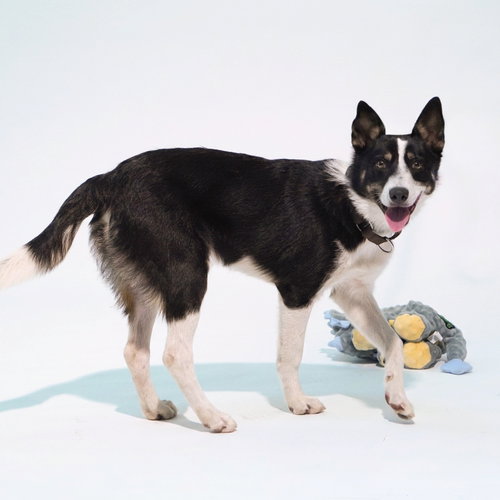 Moose, Australian Cattle Dog/Blue Heeler / Mixed
