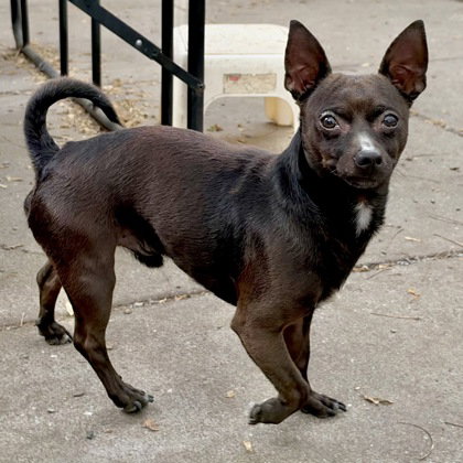 Nitro, a dog for adoption from Oakland Animal Services