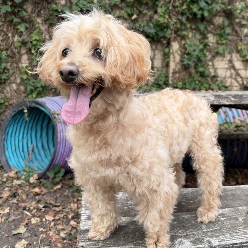 Calbee, Poodle (Miniature) / Mixed
