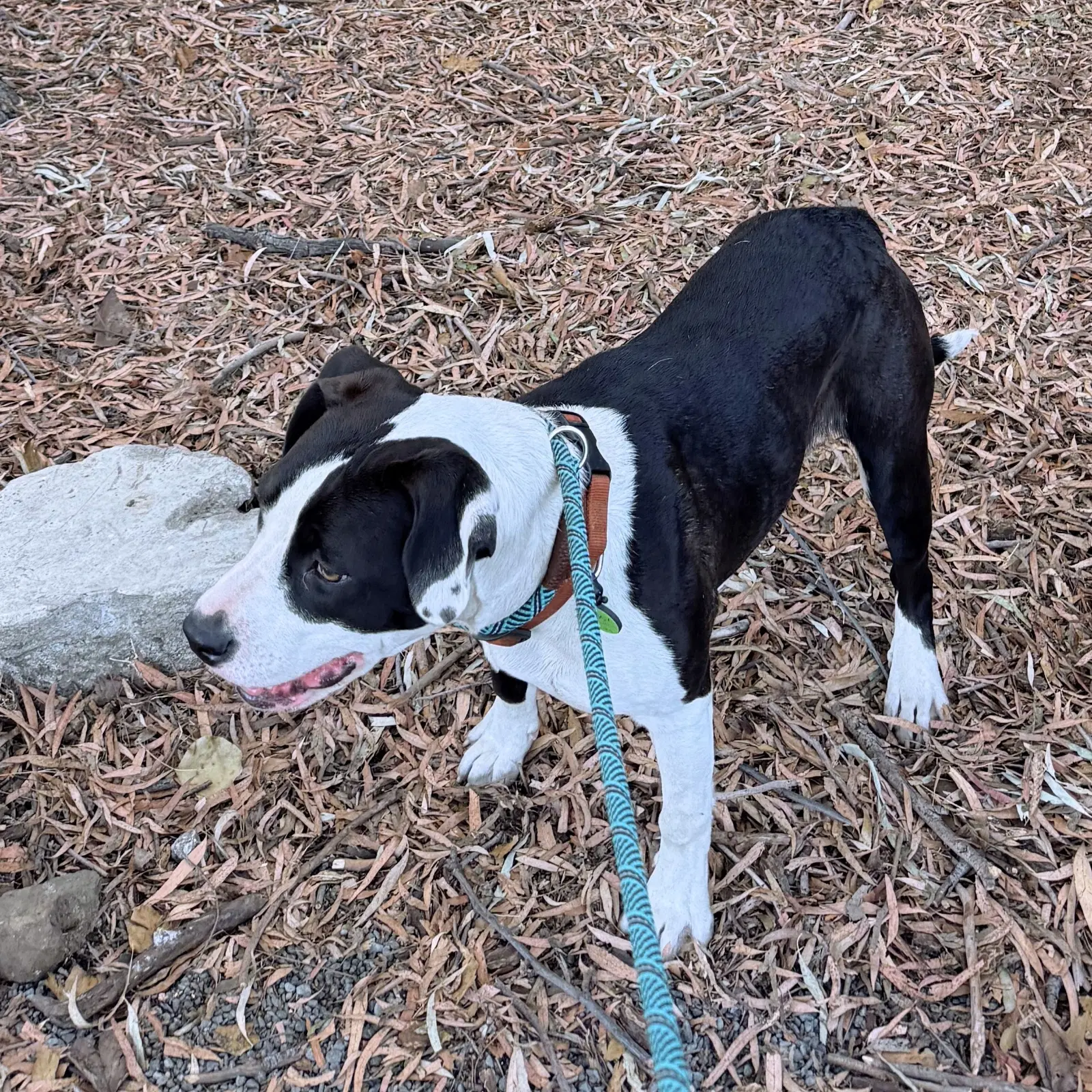 Fancy - Pit Bull Terrier