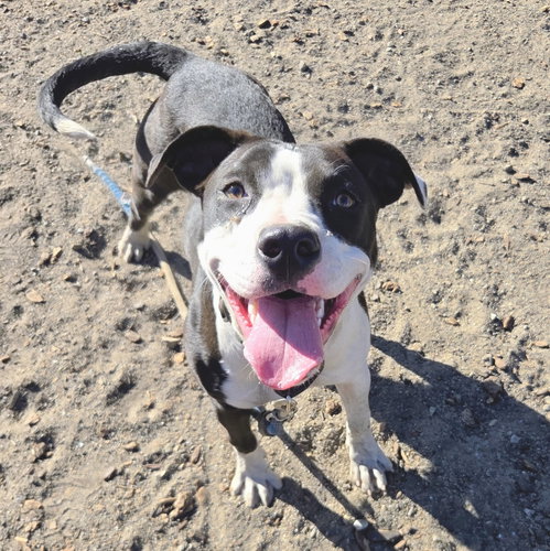Fancy, Pit Bull Terrier / Mixed