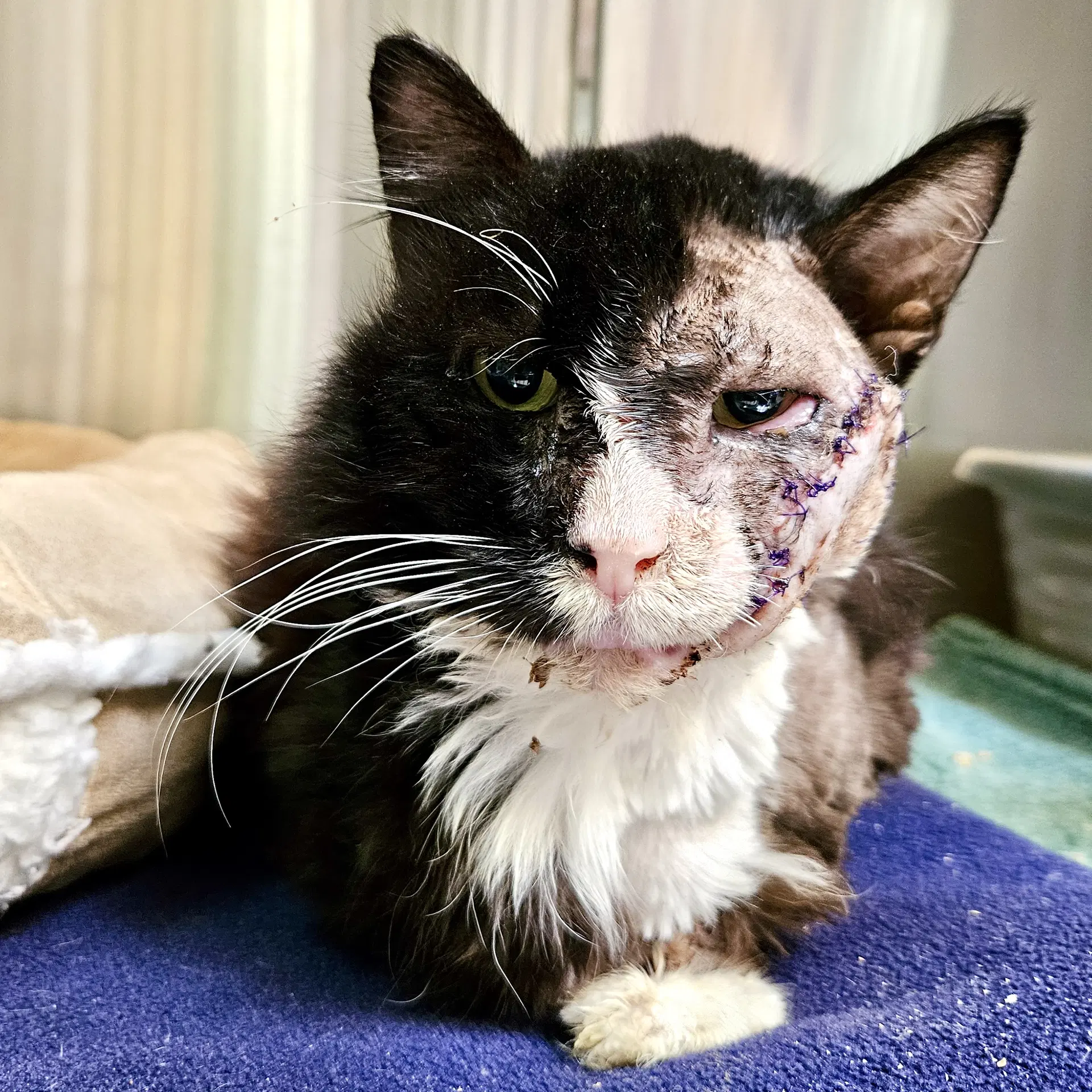 Rossendo - Domestic Short Hair