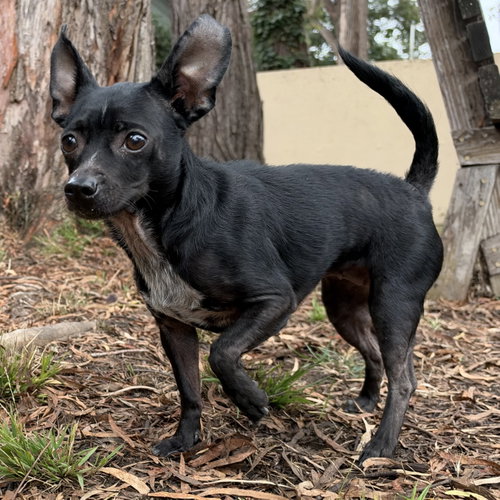 Tinkerbell, Chihuahua / Mixed