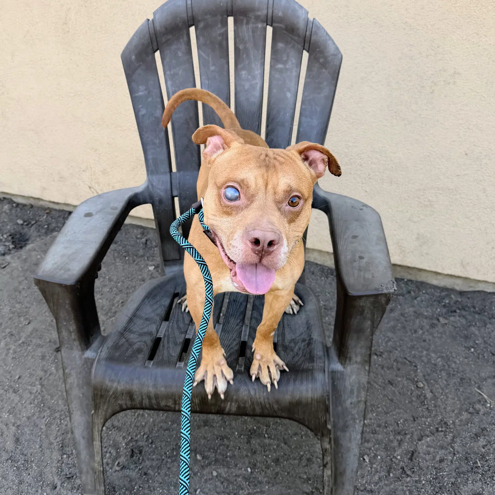 Caspian - Pit Bull Terrier