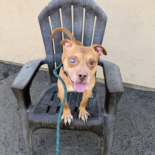 Caspian, Pit Bull Terrier / Mixed
