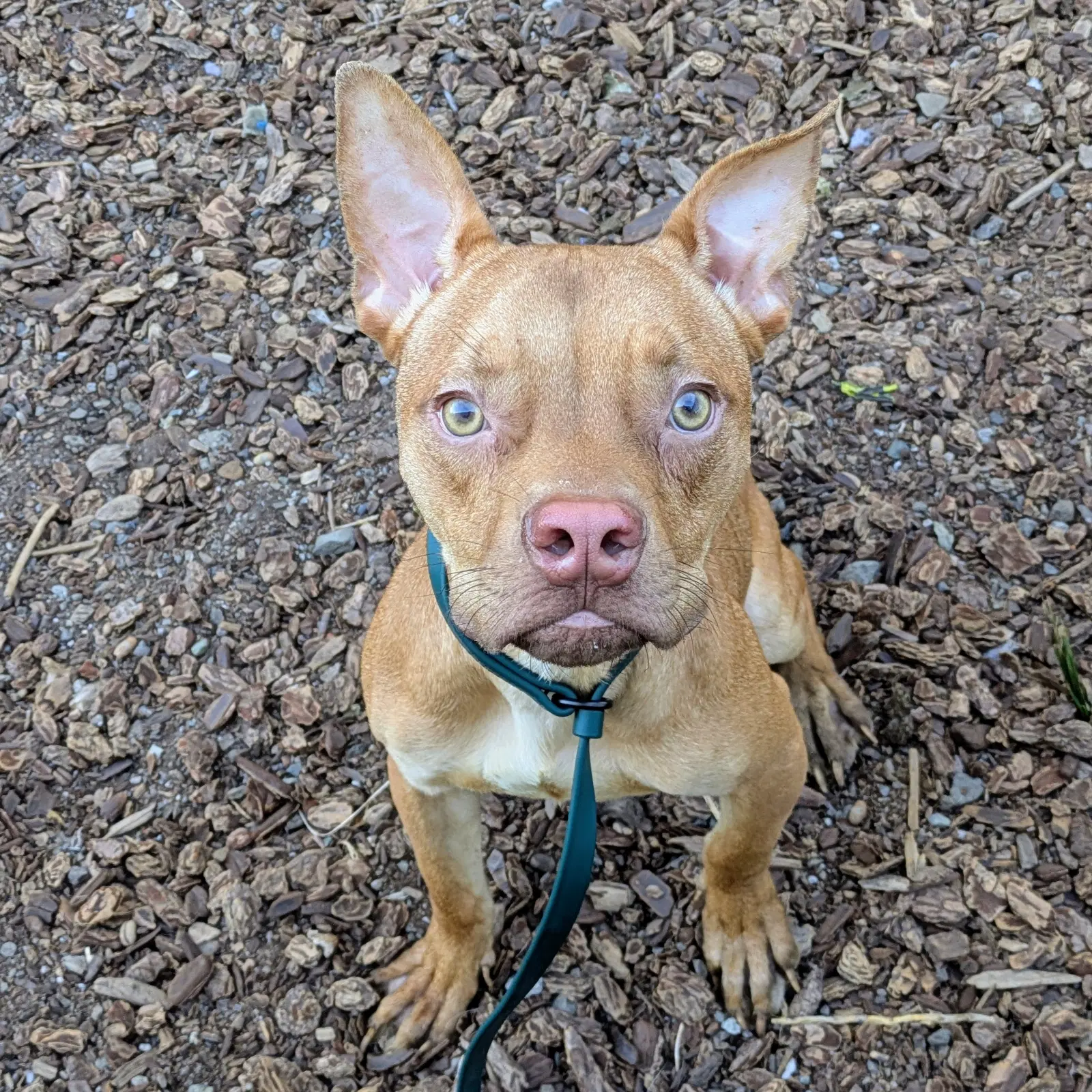 Scrappy Doo - Pit Bull Terrier