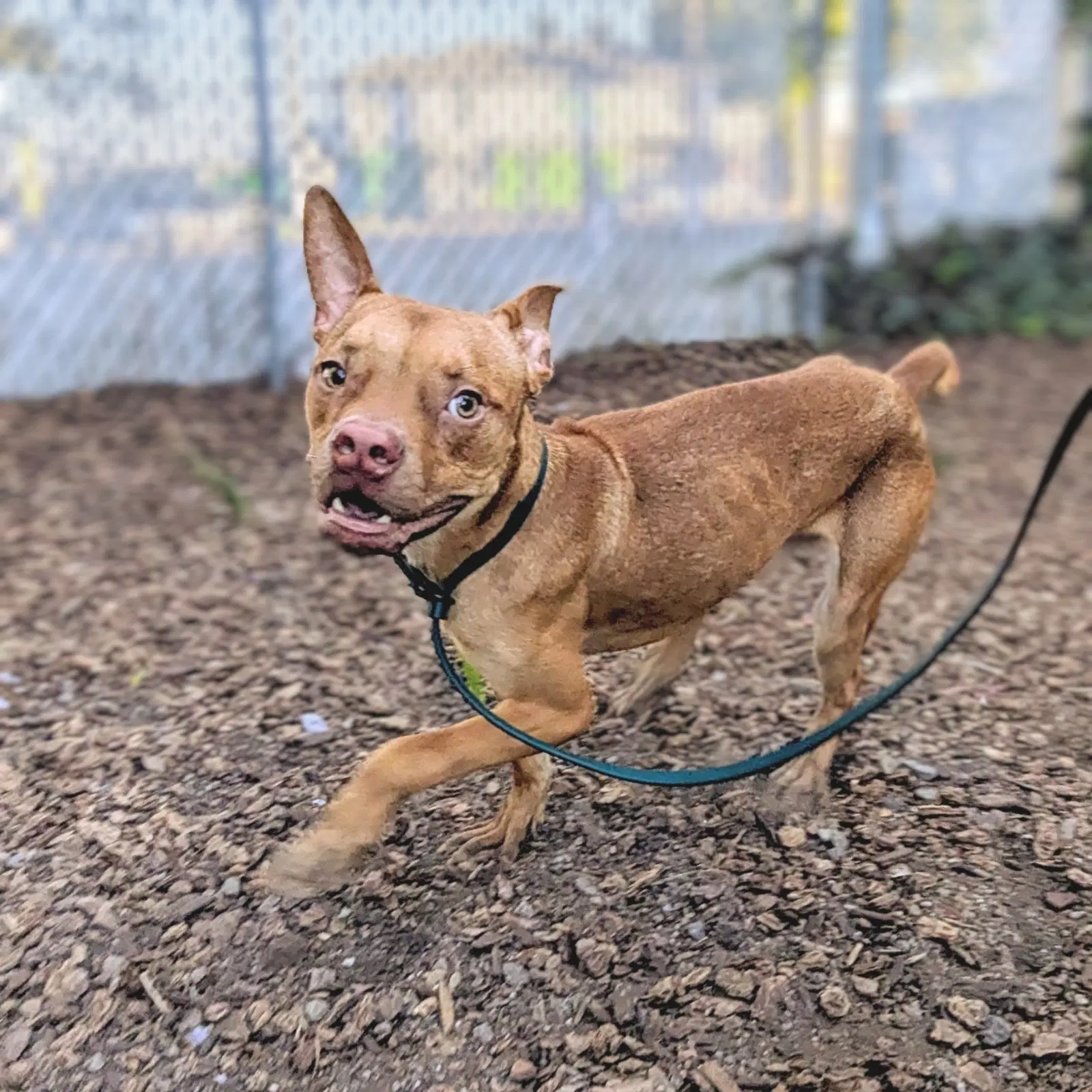 Scrappy Doo image 2
