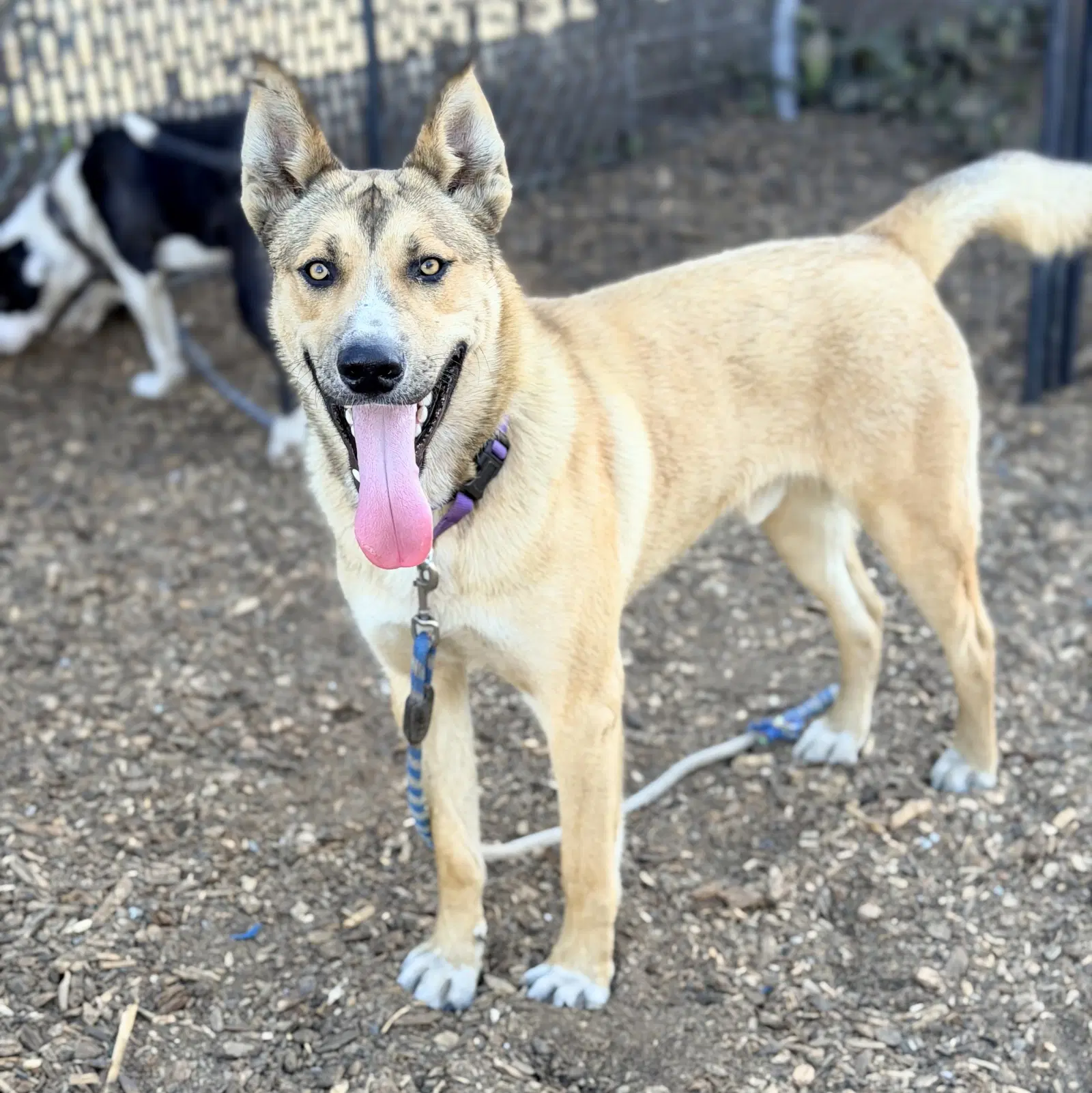 Samson - German Shepherd Dog