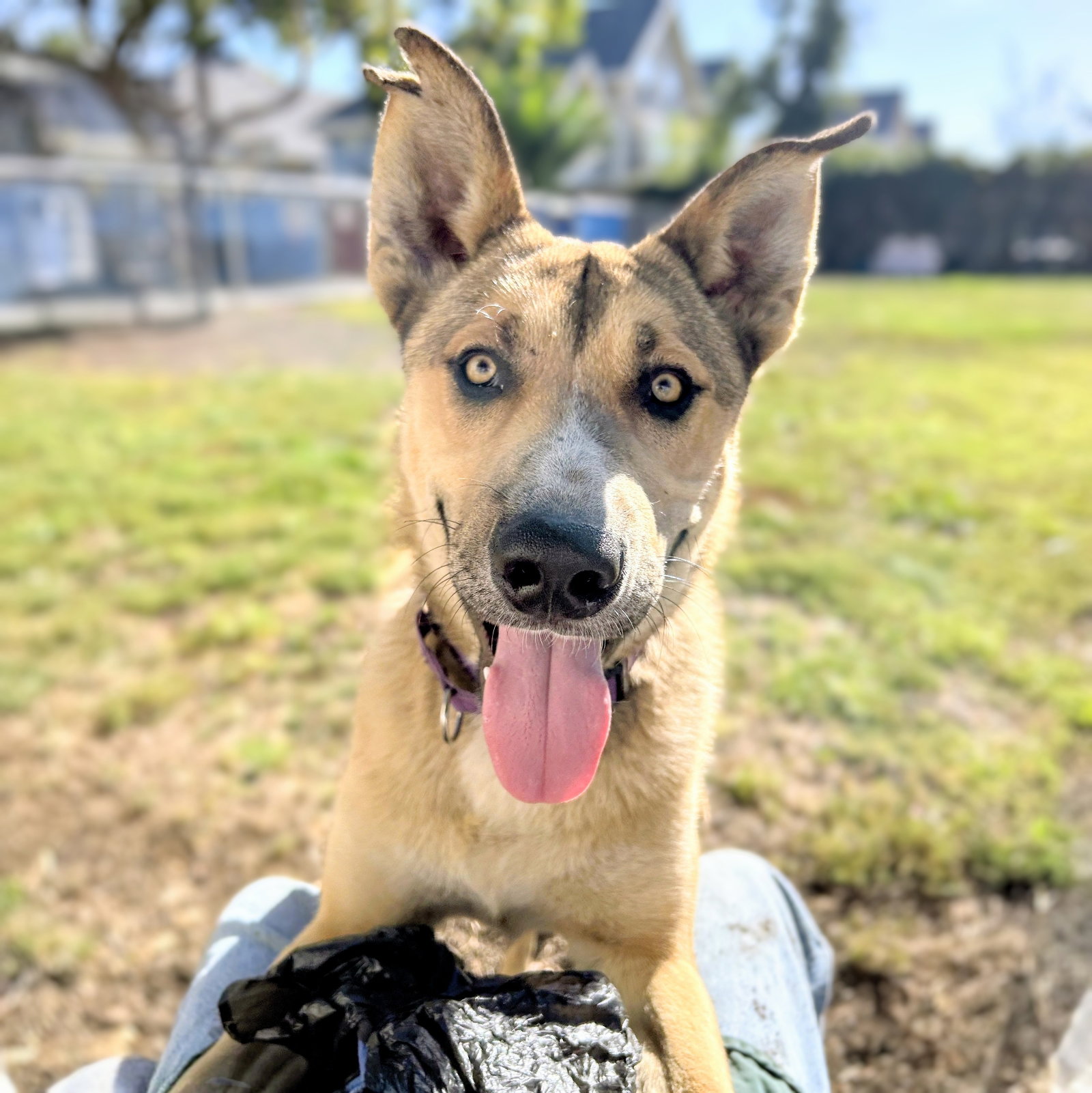 Samson Photo