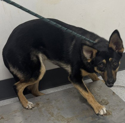 Lina, German Shepherd Dog / Border Collie / Mixed