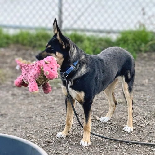 Lina, German Shepherd Dog / Border Collie / Mixed