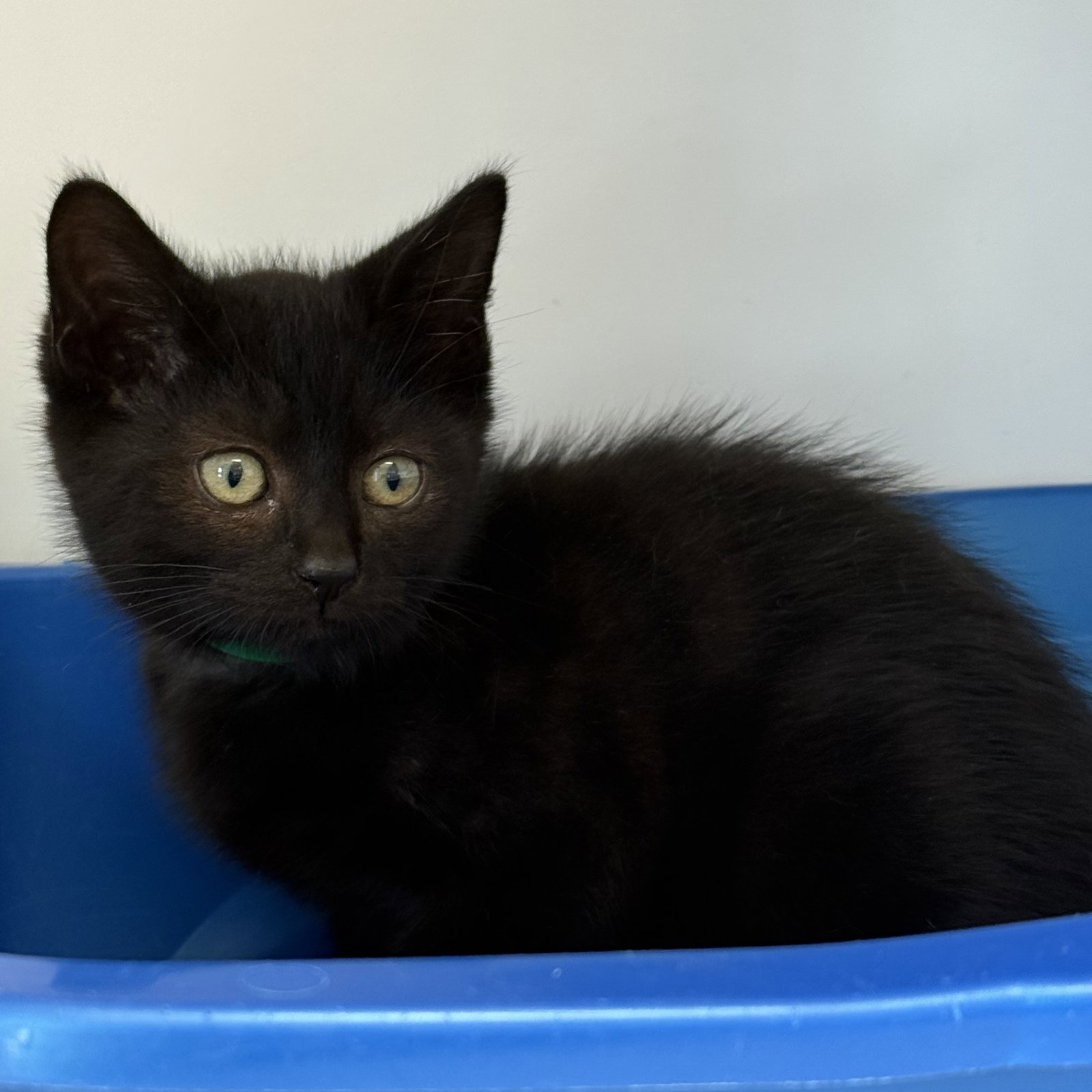 Timber (bonded w/ Shiver)