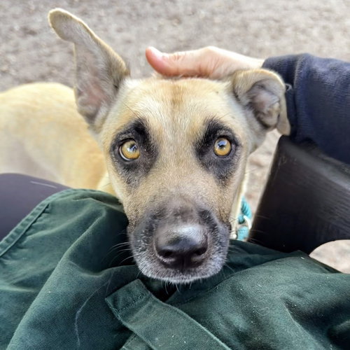 Fiona, Norwegian Buhund / Rhodesian Ridgeback / Mixed