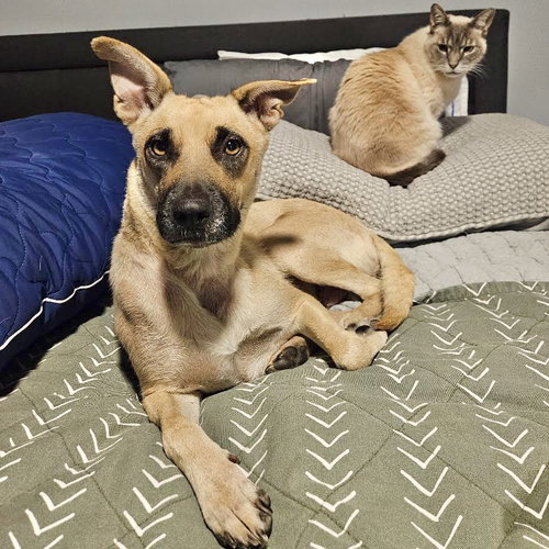 Fiona, Norwegian Buhund / Rhodesian Ridgeback / Mixed