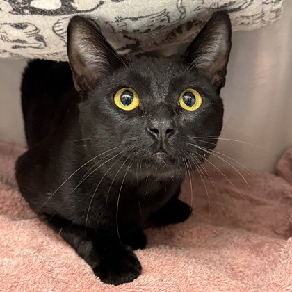 Lando, Domestic Short Hair / Mixed