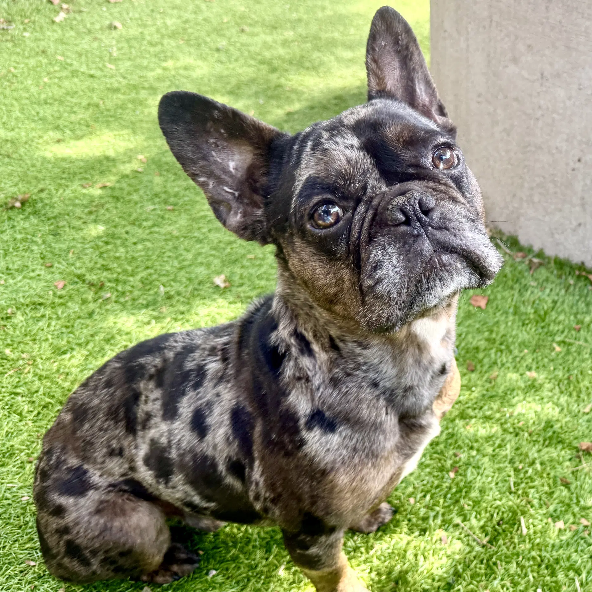 Asher - French Bulldog