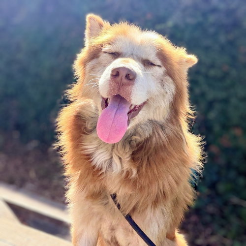 Odin, Husky / Mixed