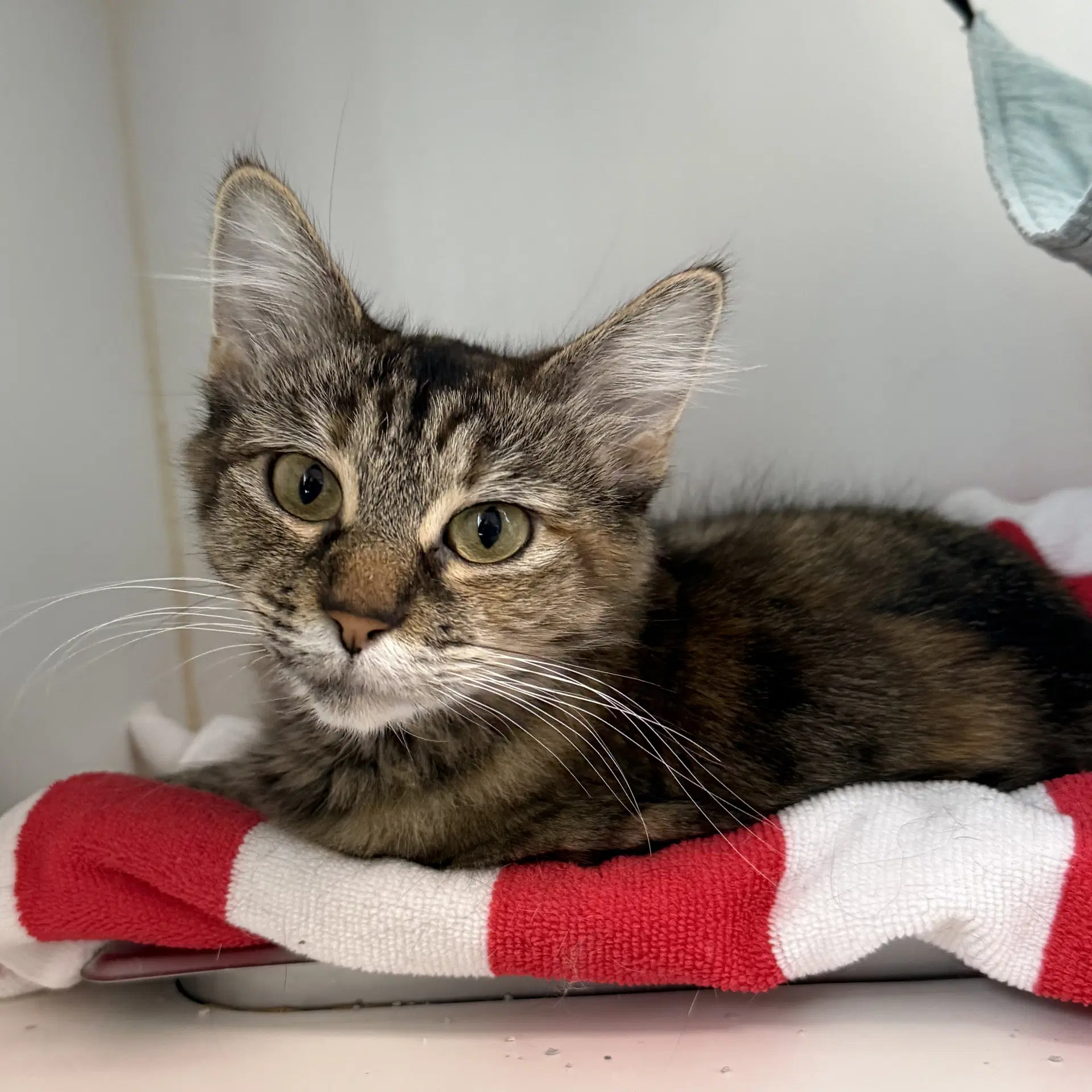 Esme - Domestic Short Hair