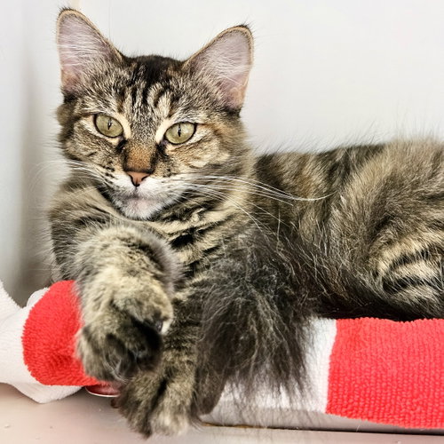 Esme, Domestic Short Hair / Mixed