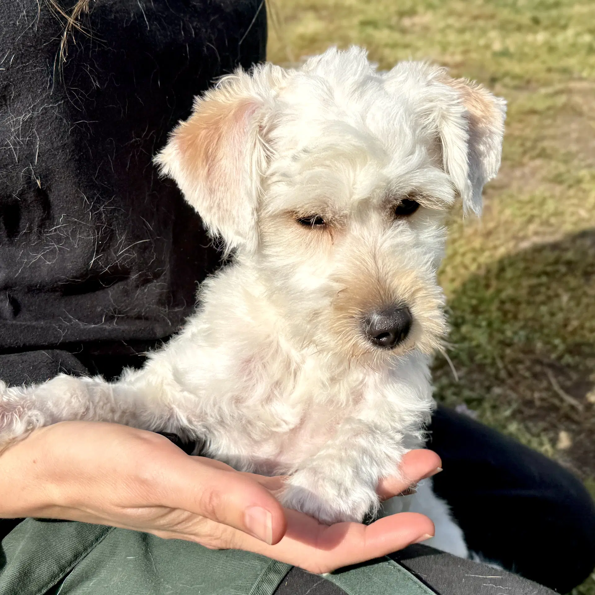 Jamie - Maltese