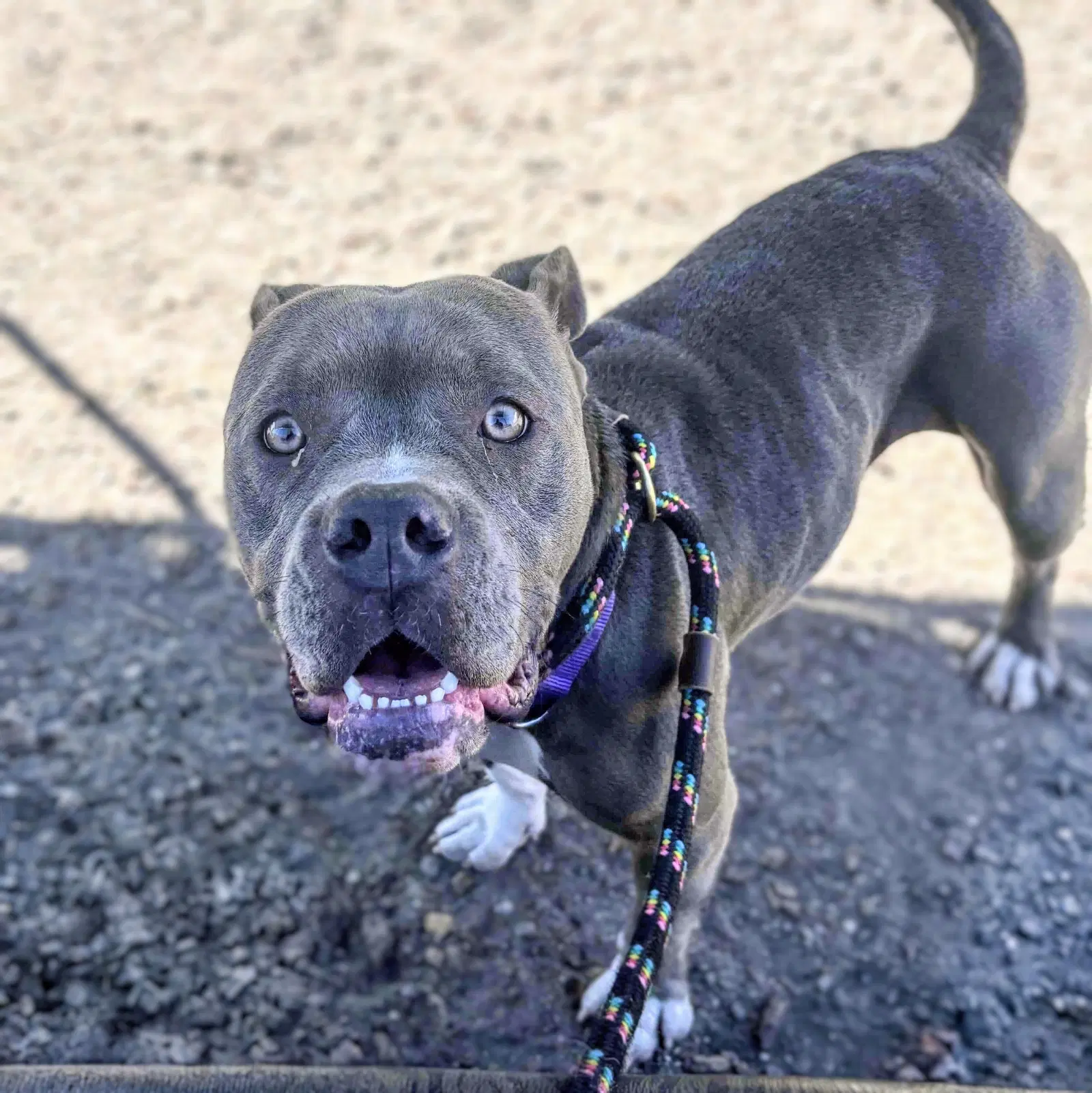 Bluebell - Pit Bull Terrier