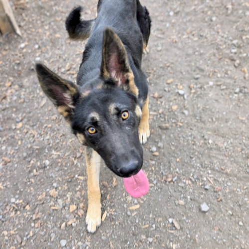 Matilda, German Shepherd Dog / Mixed
