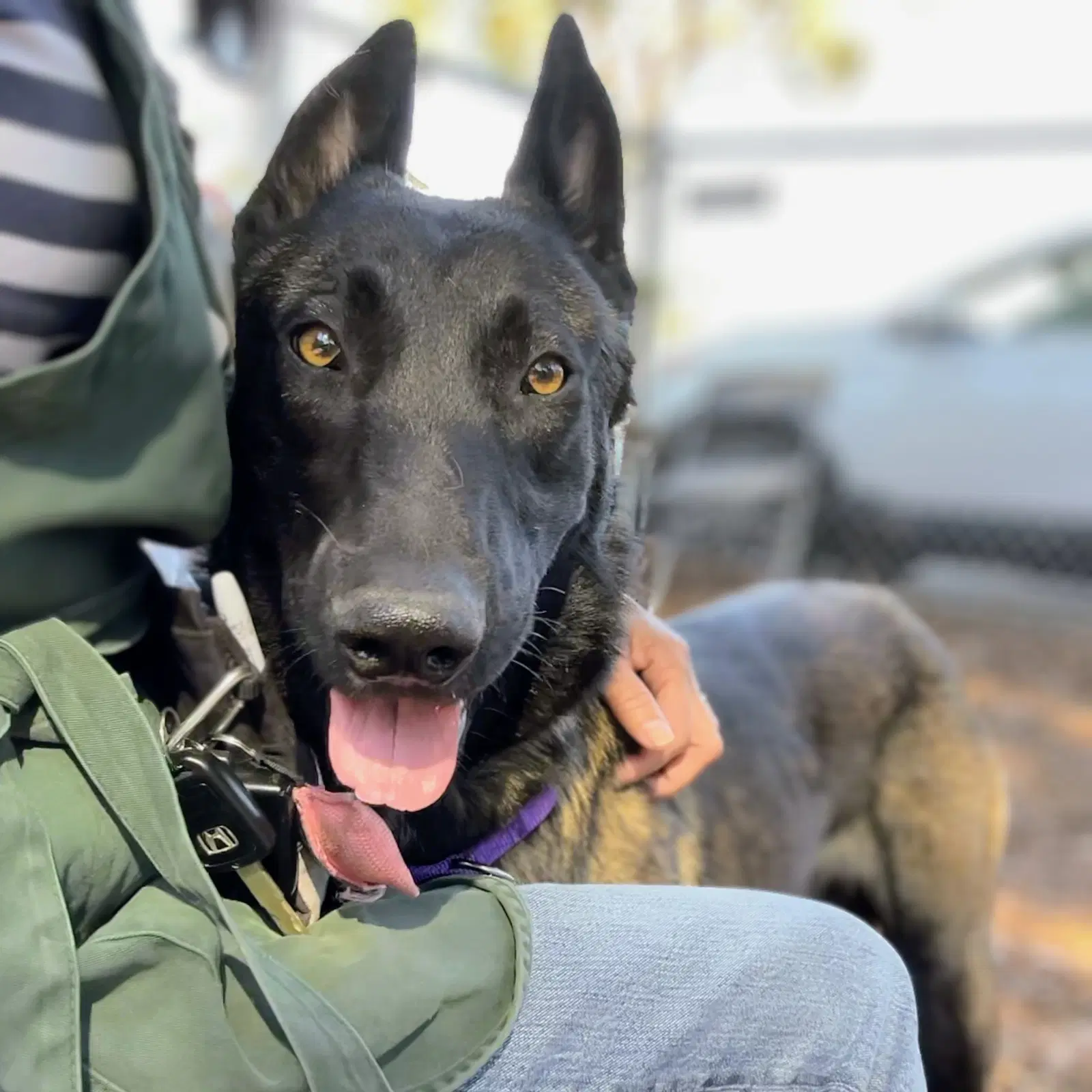 Periwinkle - Belgian Shepherd Malinois