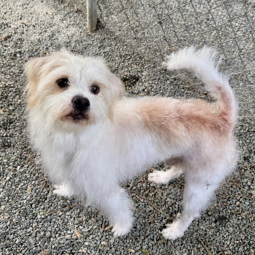 Noodle, Terrier / Mixed (long coat)