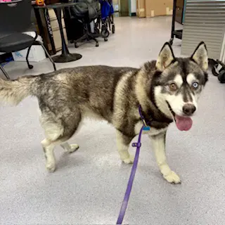 Cora - Husky