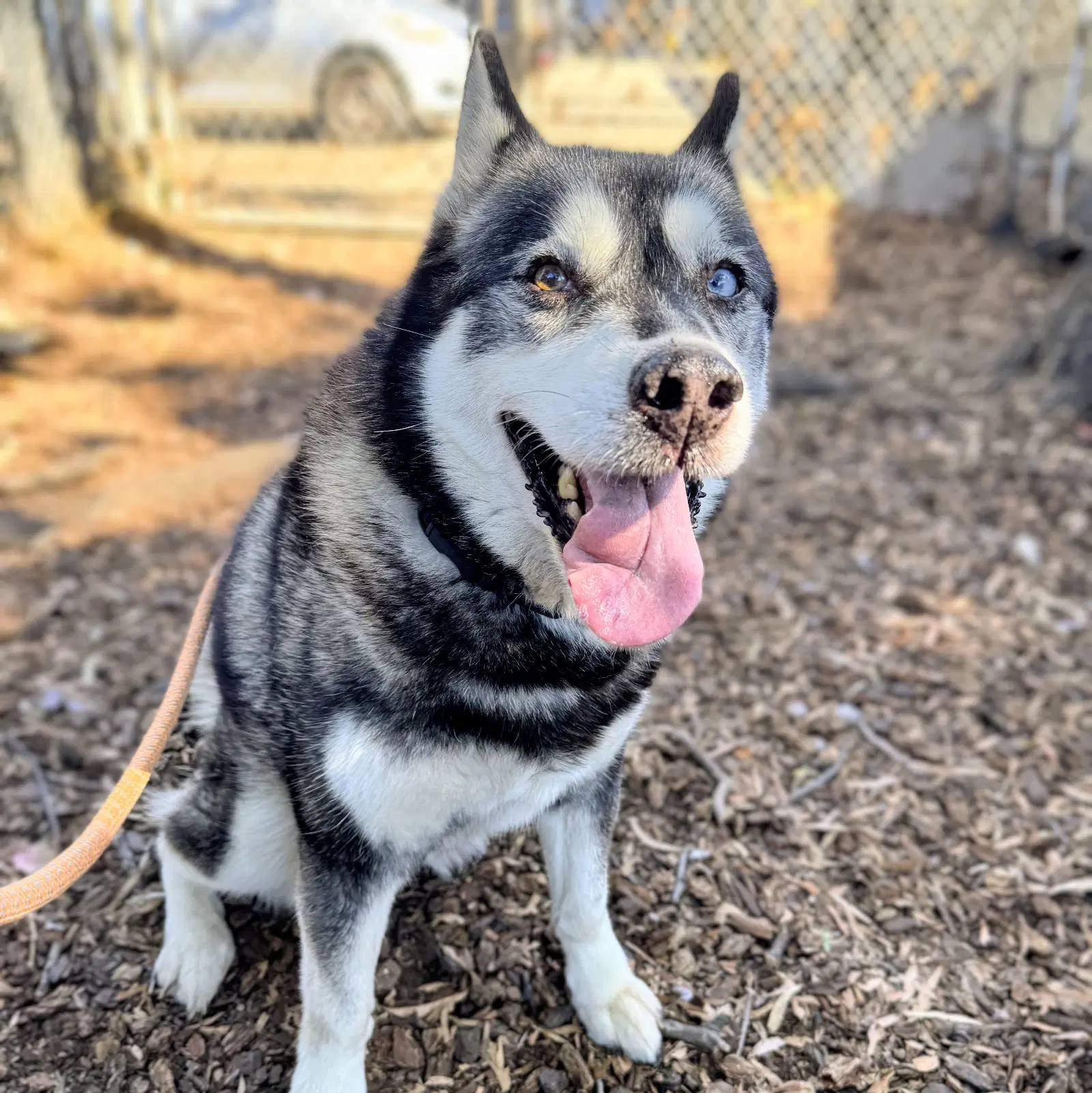 Cora - Husky