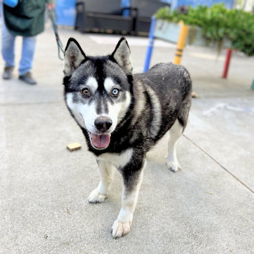 Cora, Husky / Mixed