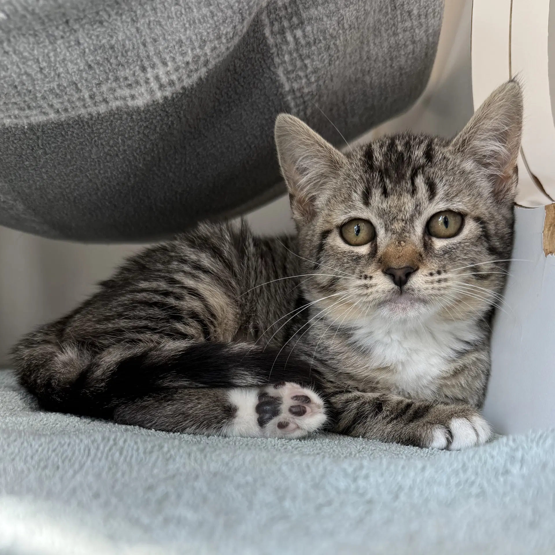 Lemon - Domestic Short Hair