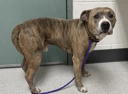 Silas - Pit Bull Terrier