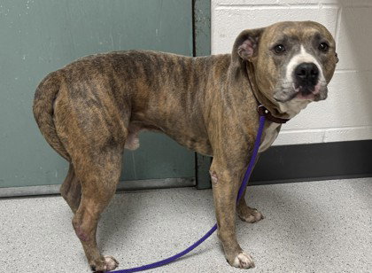 Silas, Pit Bull Terrier / Mixed