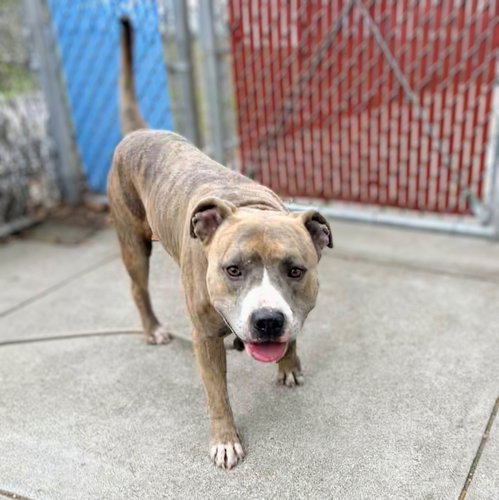 Silas, Pit Bull Terrier / Mixed