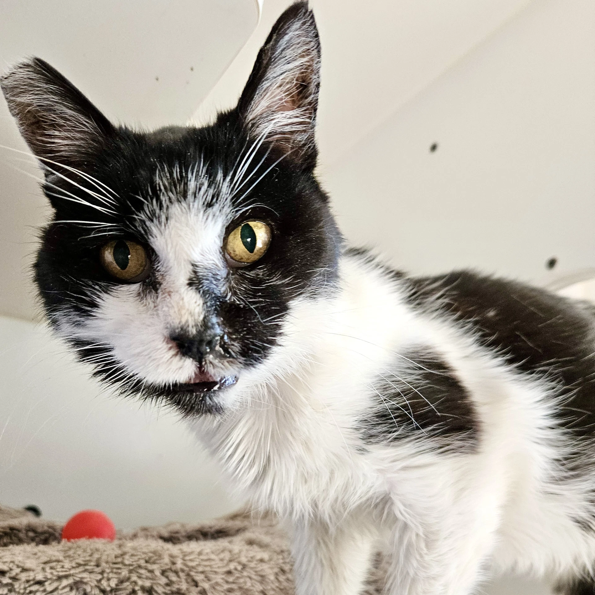 Lentil