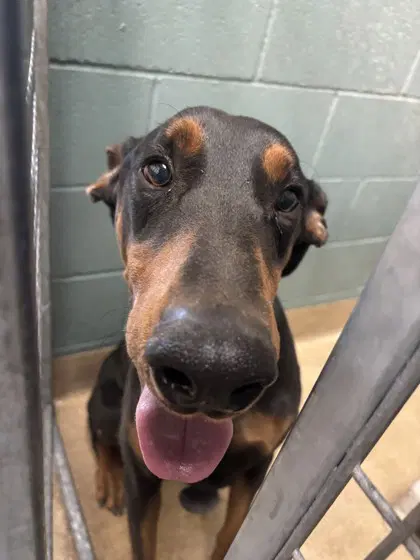 Deku - Doberman Pinscher